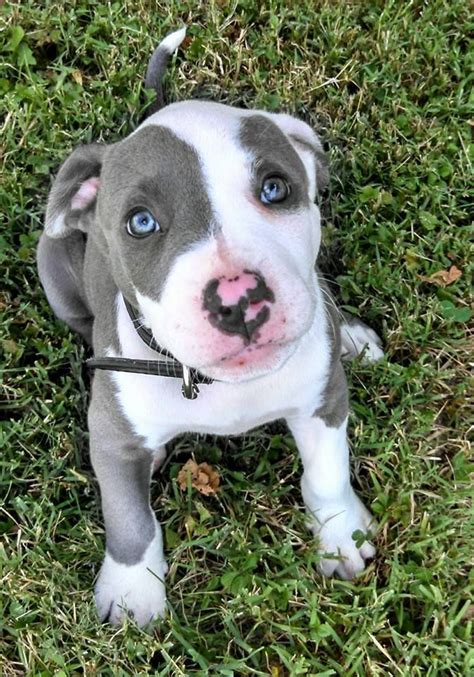 AmericanListed features safe and local classifieds for everything you need! States. . Blue pitbull puppies for sale in missouri